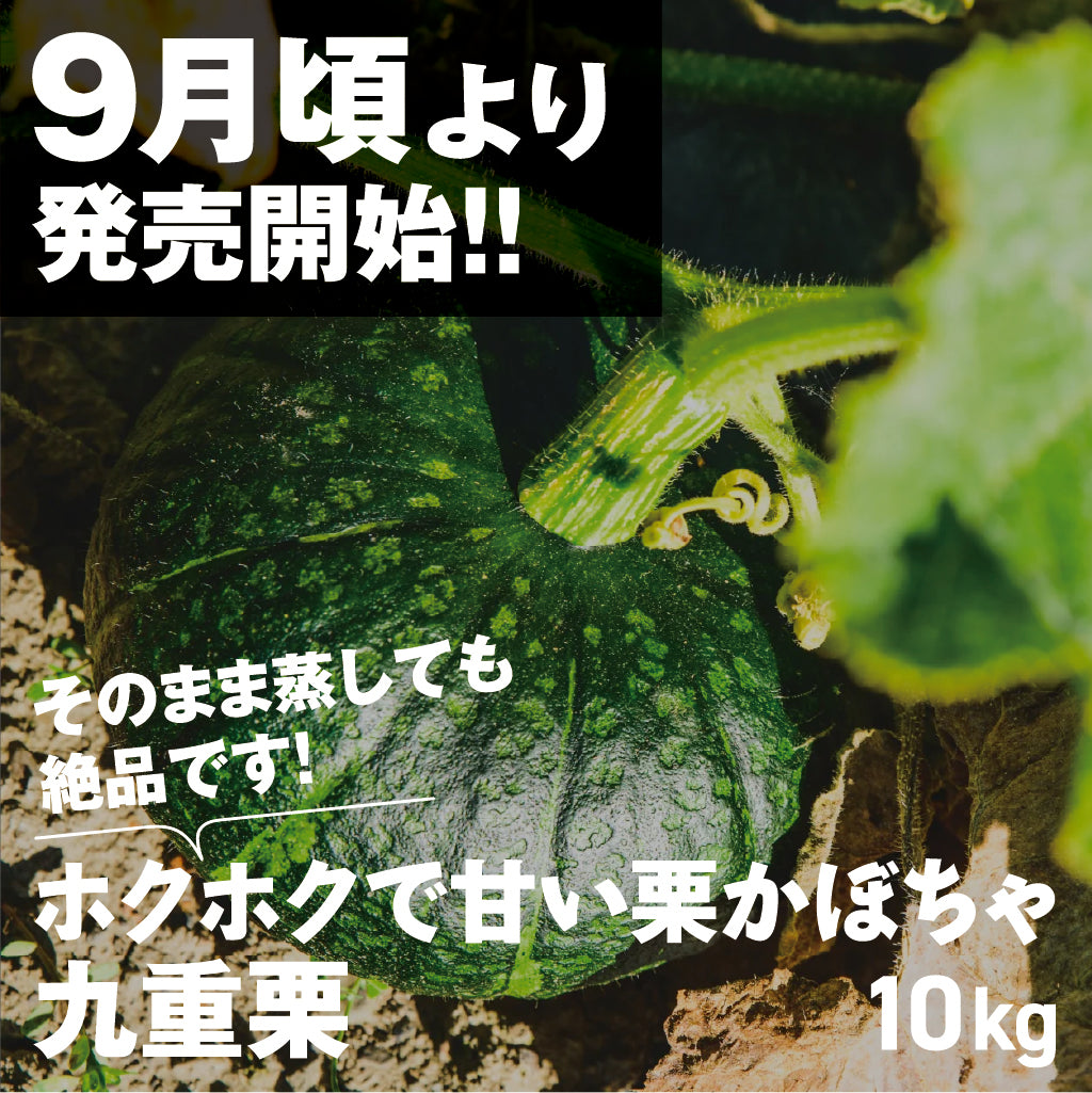 かぼちゃ | 三栄アグリ