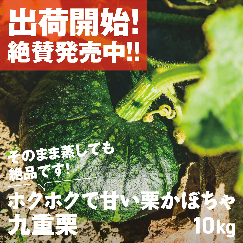 かぼちゃ | 三栄アグリ