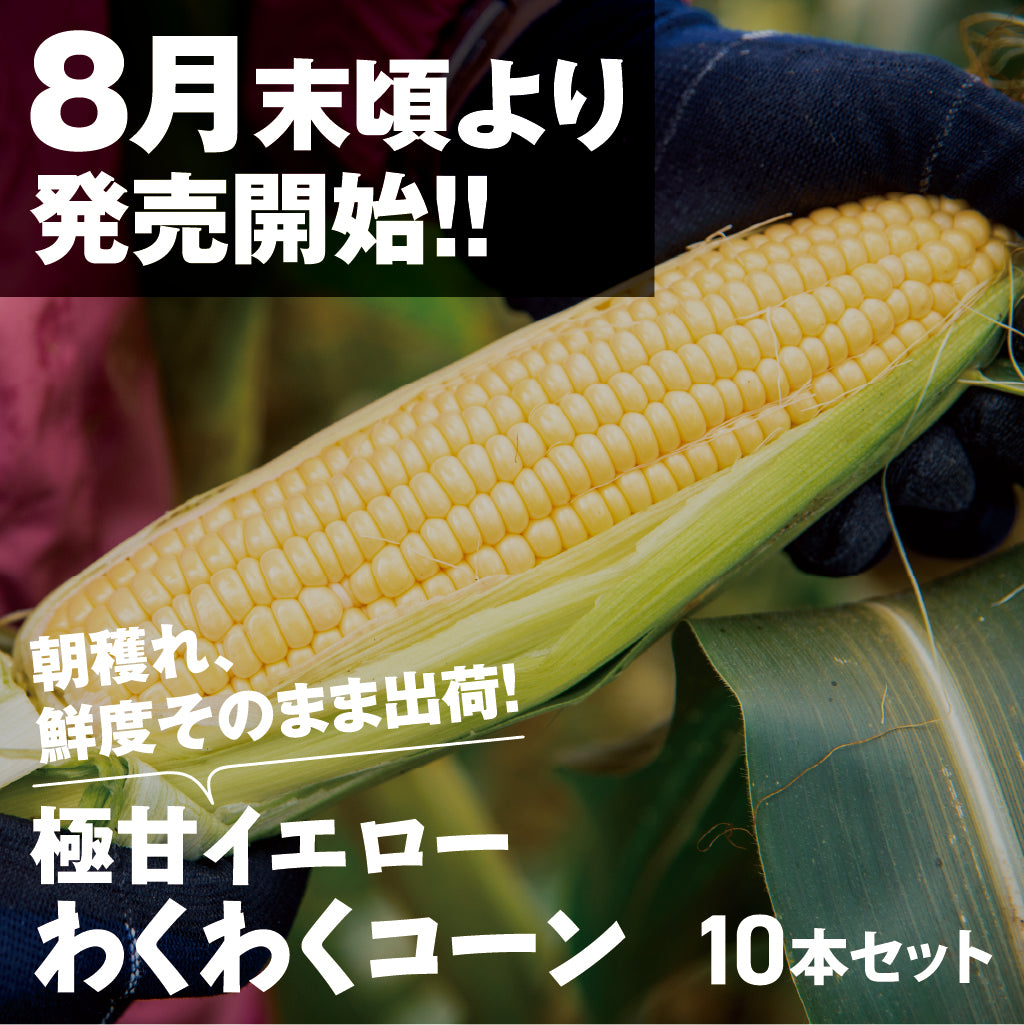 とうもろこし(スイートコーン)| 三栄アグリ
