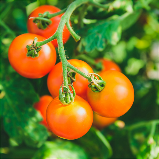 フルーツトマト「アグリオーレ」| 三栄アグリ