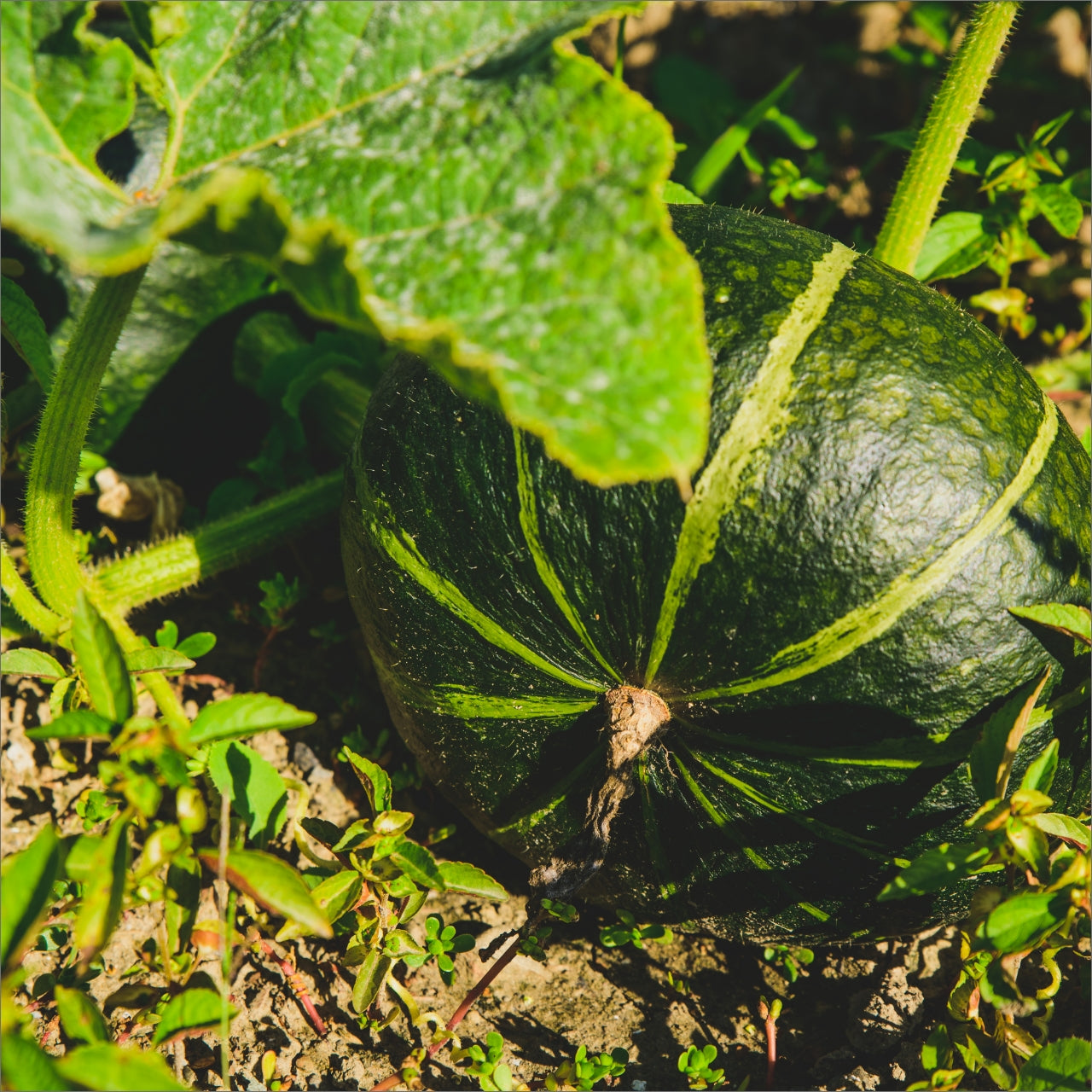 かぼちゃ | 三栄アグリ