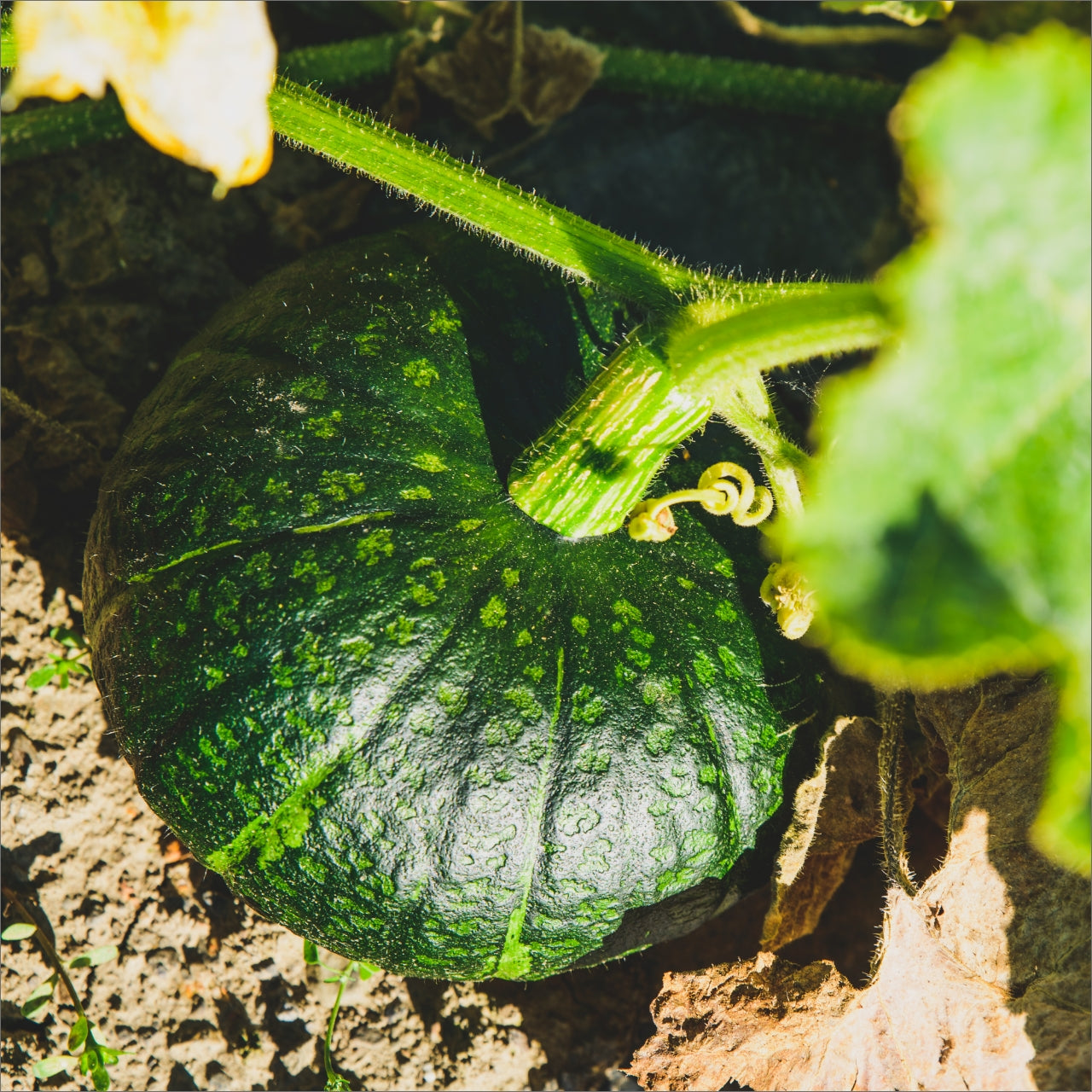 かぼちゃ | 三栄アグリ