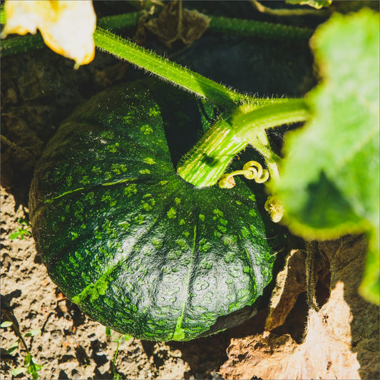 かぼちゃ | 三栄アグリ