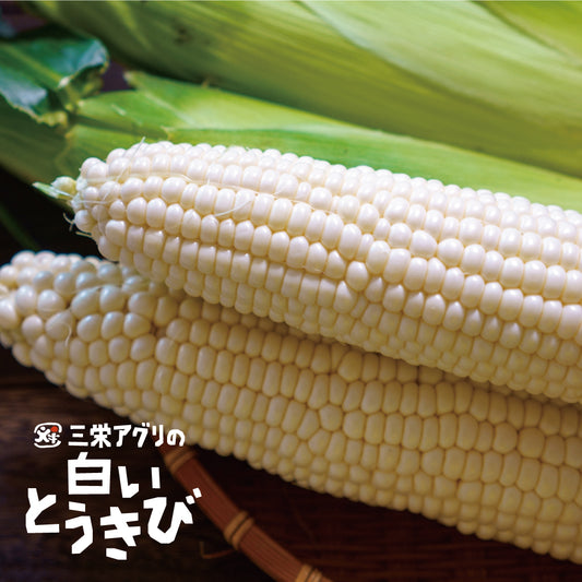 三栄アグリのホイップコーン | 三栄アグリ