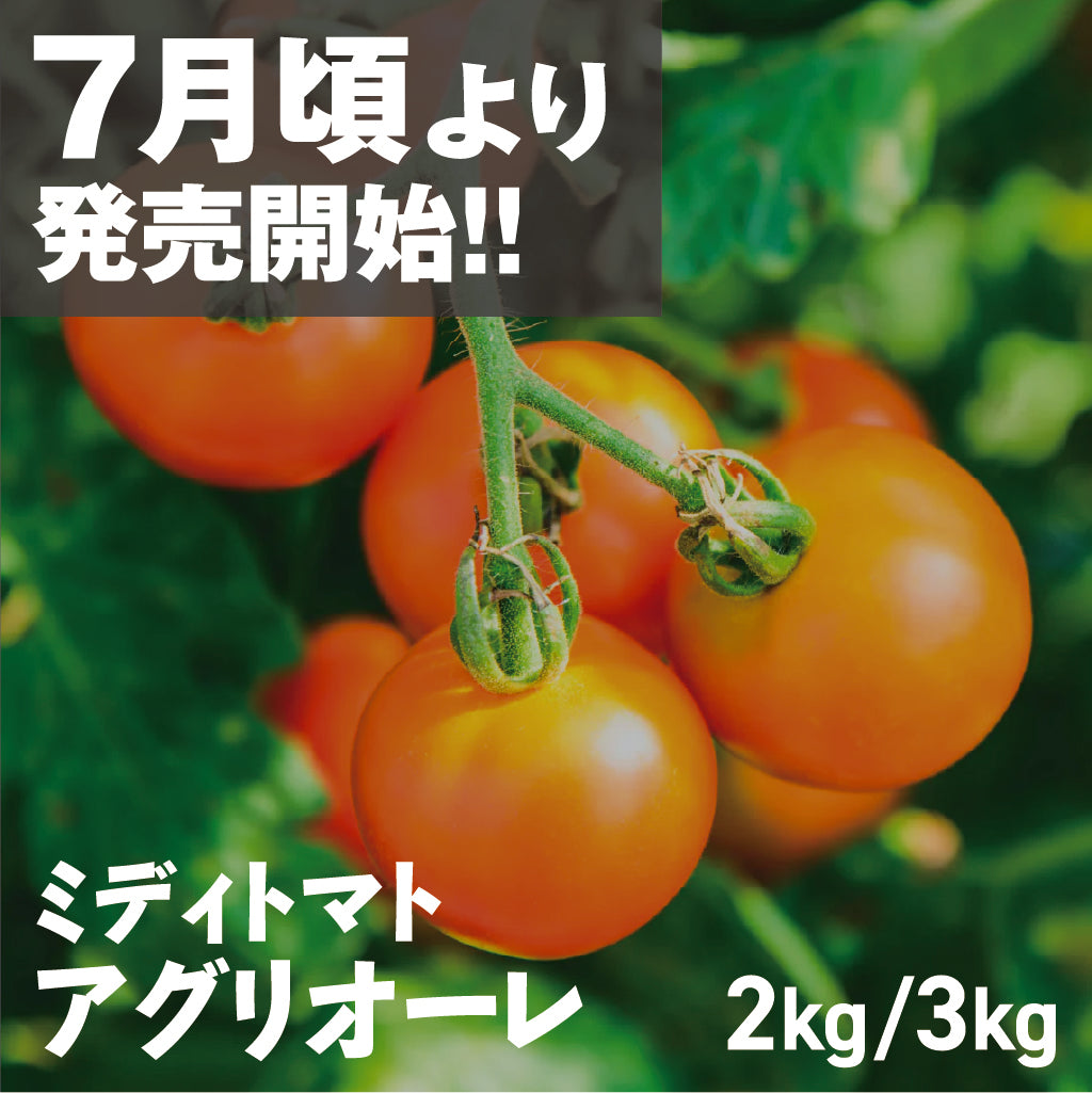 フルーツトマト「アグリオーレ」| 三栄アグリ