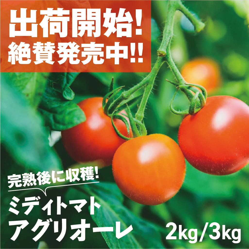 フルーツトマト「アグリオーレ」| 三栄アグリ