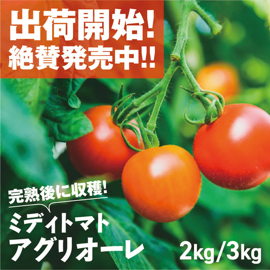 フルーツトマト「アグリオーレ」| 三栄アグリ
