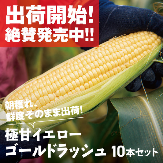 とうもろこし（ゴールドラッシュ）| 三栄アグリ